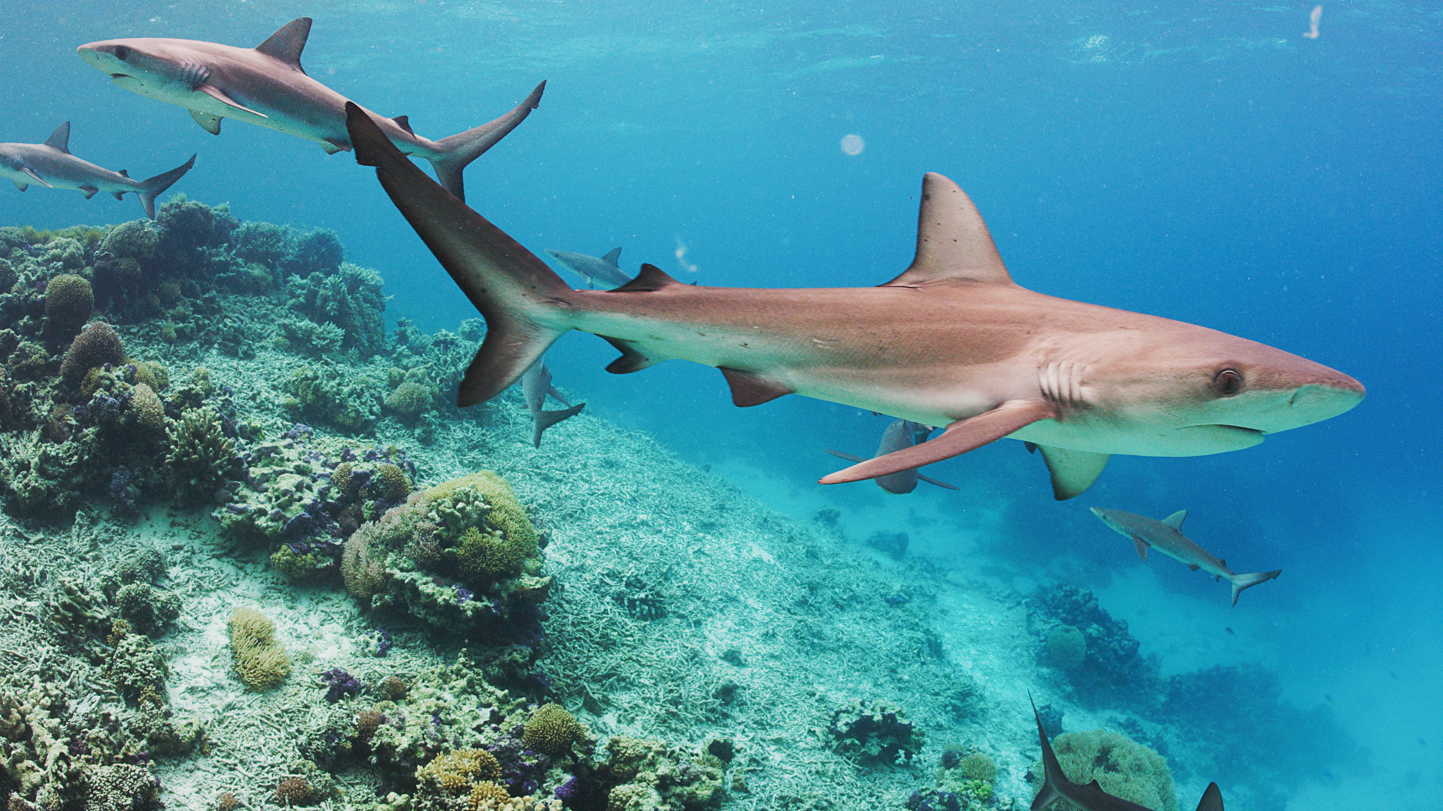 Galapagos sharks swimming over coral reef habitat near Lord Howe Island.