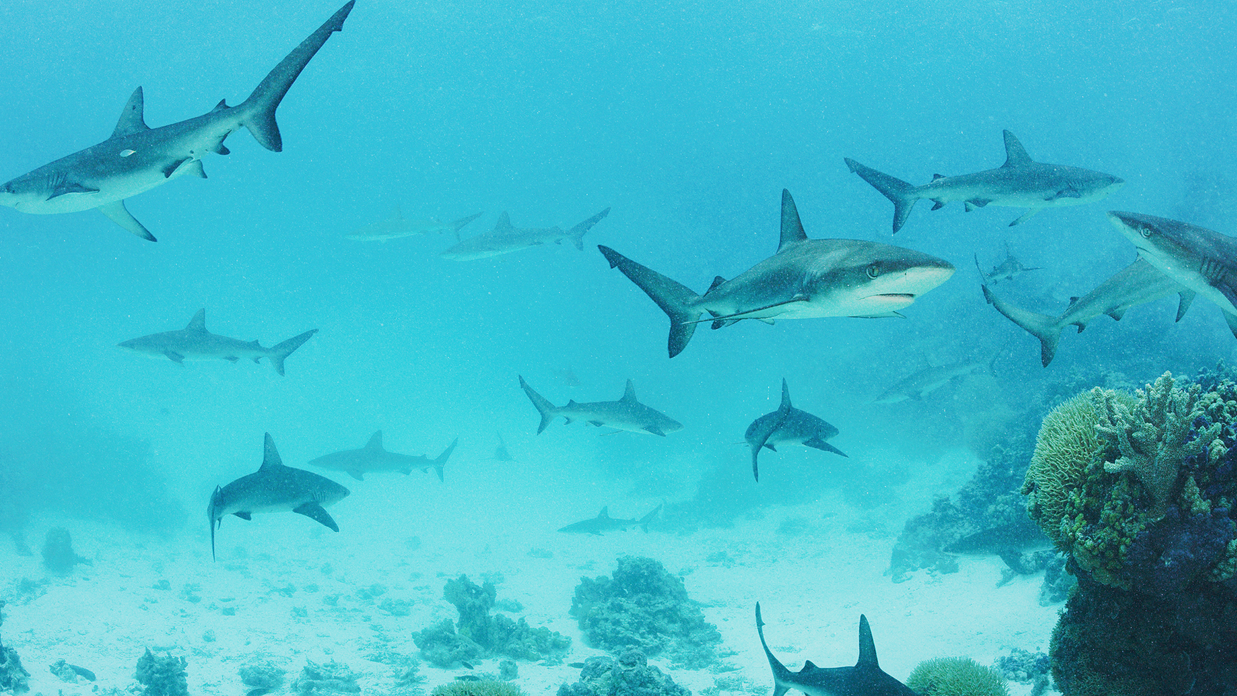 A school of Galapagos sharks moving through blue water near Lord Howe Island.
