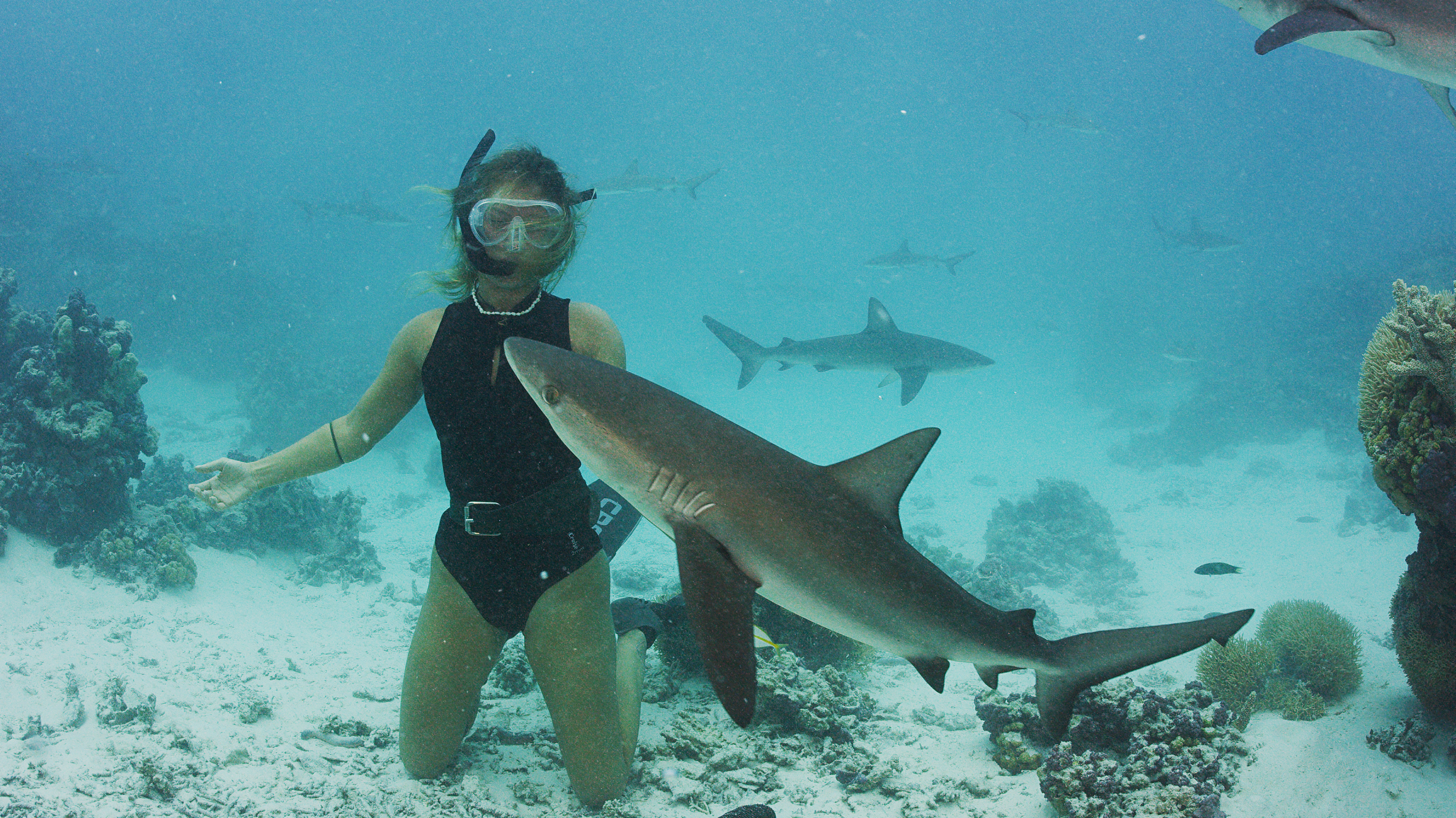 Research image illustrating shark movement and monitoring work.