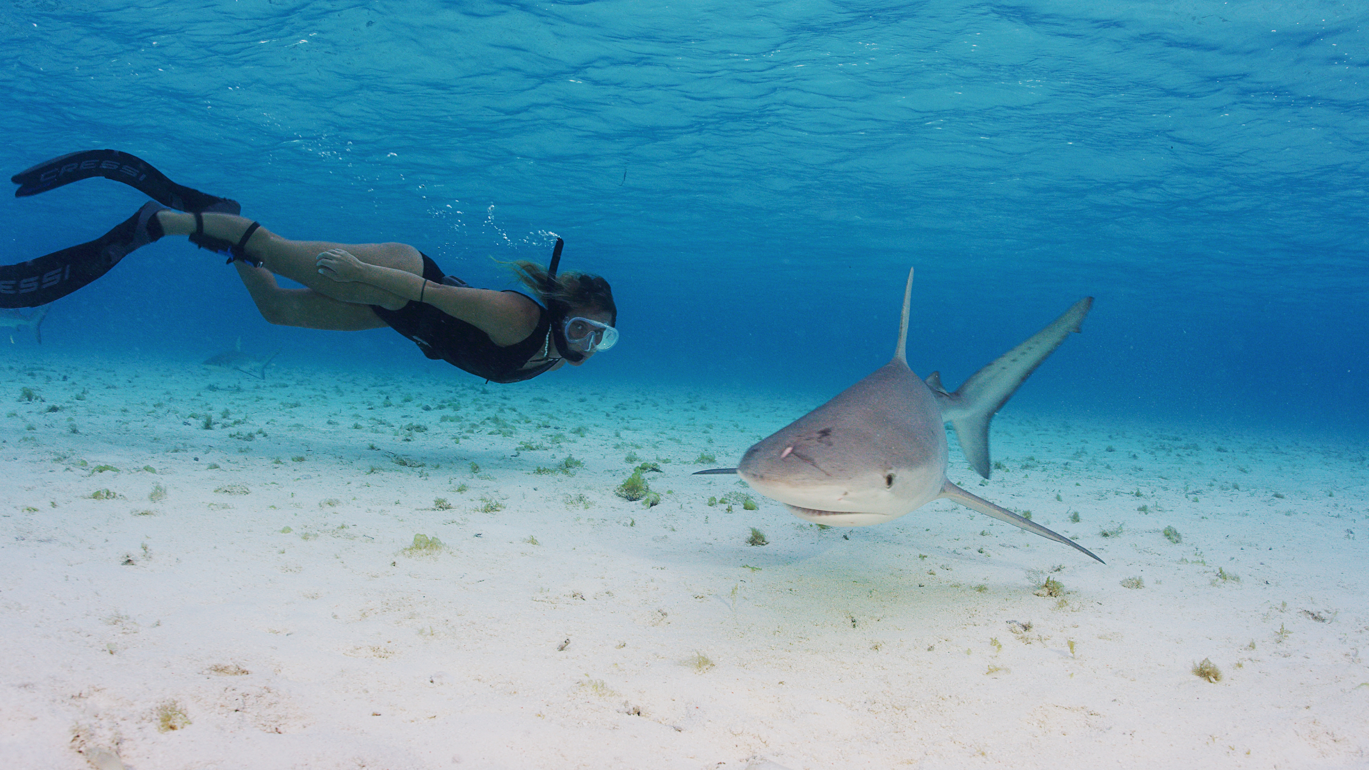 Shark image used to introduce the Lord Howe Island shark research program section.
