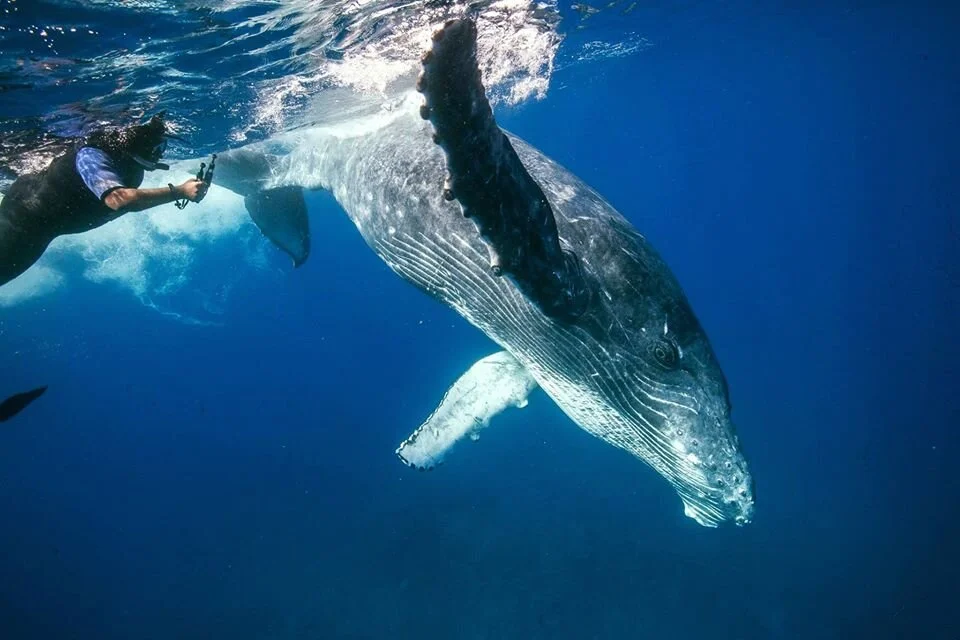 Guests swimming alongside a humpback whale in Ha'apai, Tonga.